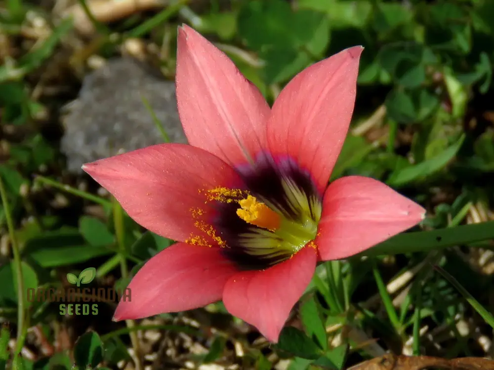 Romulea Obscura Subtestacea Flower Seeds For Planting, Cultivating Unique and Delicate Blooms for Your Garden