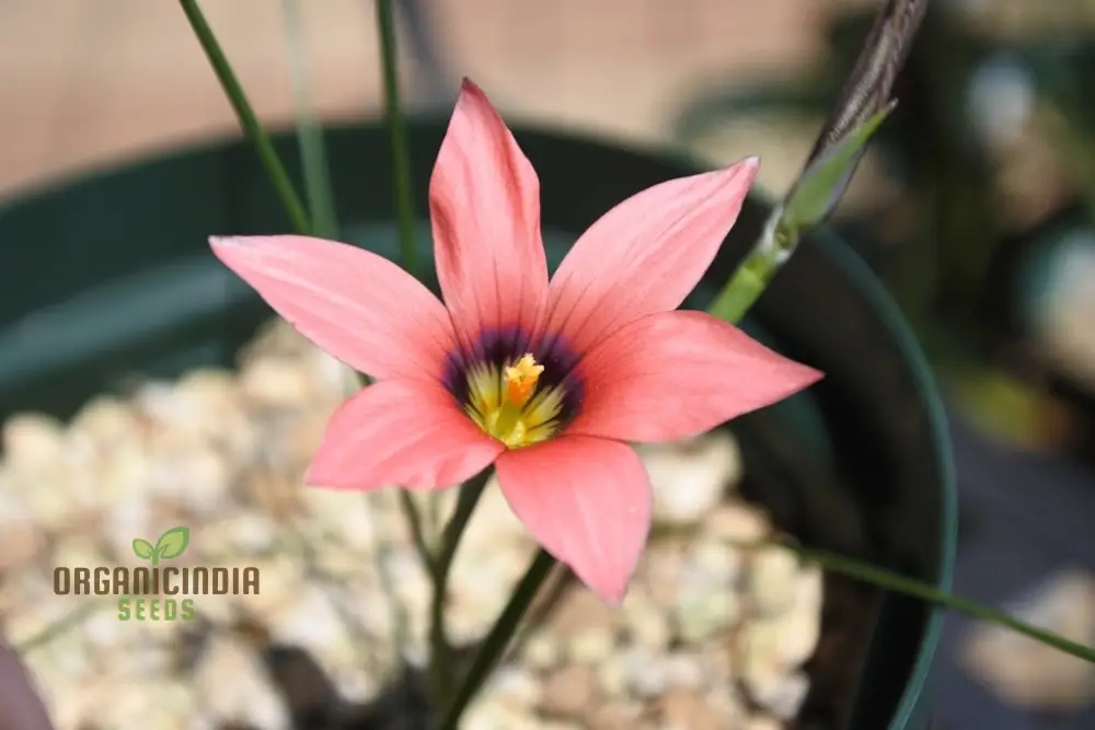 Romulea Obscura Subtestacea Flower Seeds For Planting, Cultivating Unique and Delicate Blooms for Your Garden - Image 3