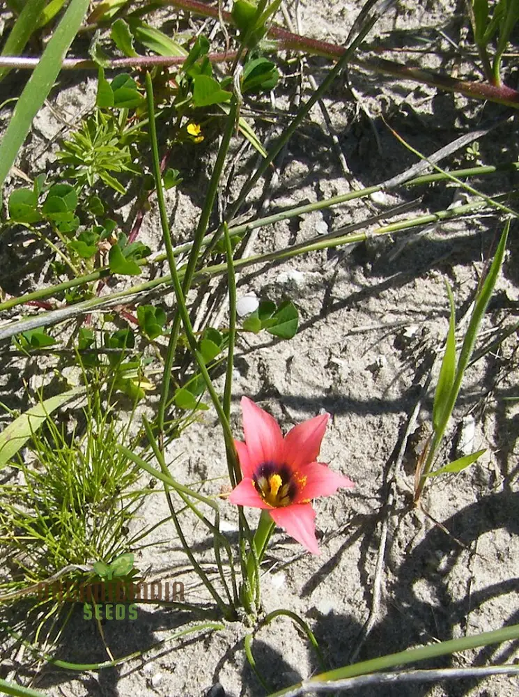 Romulea Obscura Subtestacea Flower Seeds For Planting, Cultivating Unique and Delicate Blooms for Your Garden - Image 4