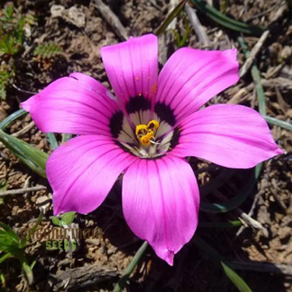 Romulea Tetragona Flower Seeds For Planting, Growing Exotic and Striking Blooms for Your Garden