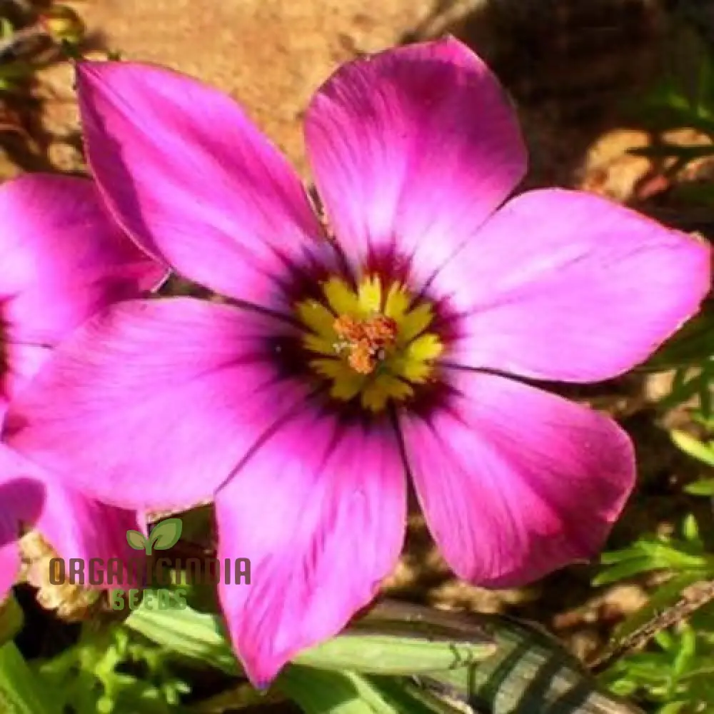 Romulea Tetragona Flower Seeds For Planting, Growing Exotic and Striking Blooms for Your Garden - Image 3