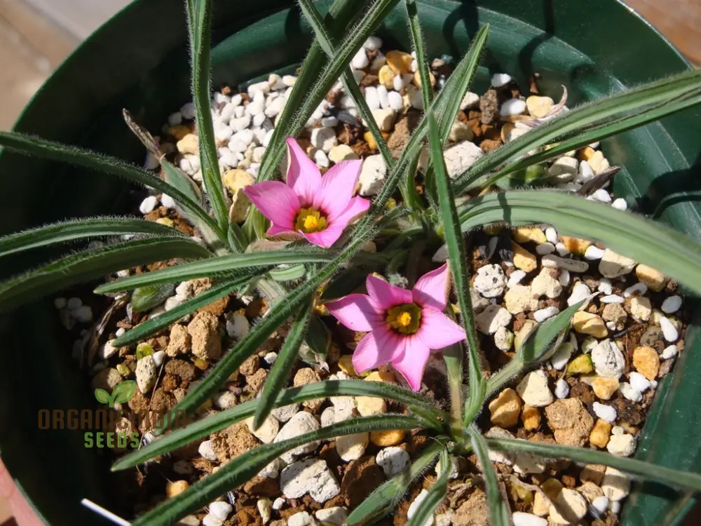 Romulea Tetragona Flower Seeds For Planting, Growing Exotic and Striking Blooms for Your Garden - Image 4