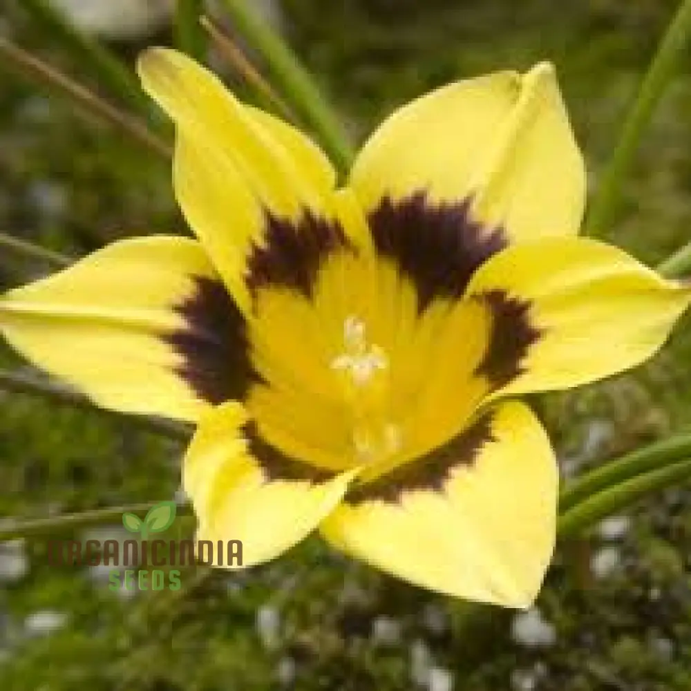 Romulea Tortuosa Flower Seeds For Planting, Cultivating Twisted Beauty and Unique Blooms for Your Garden