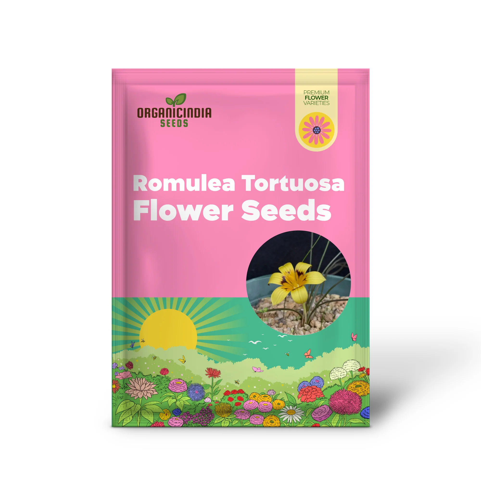 Romulea Tortuosa Flower Seeds For Planting, Cultivating Twisted Beauty and Unique Blooms for Your Garden - Image 2