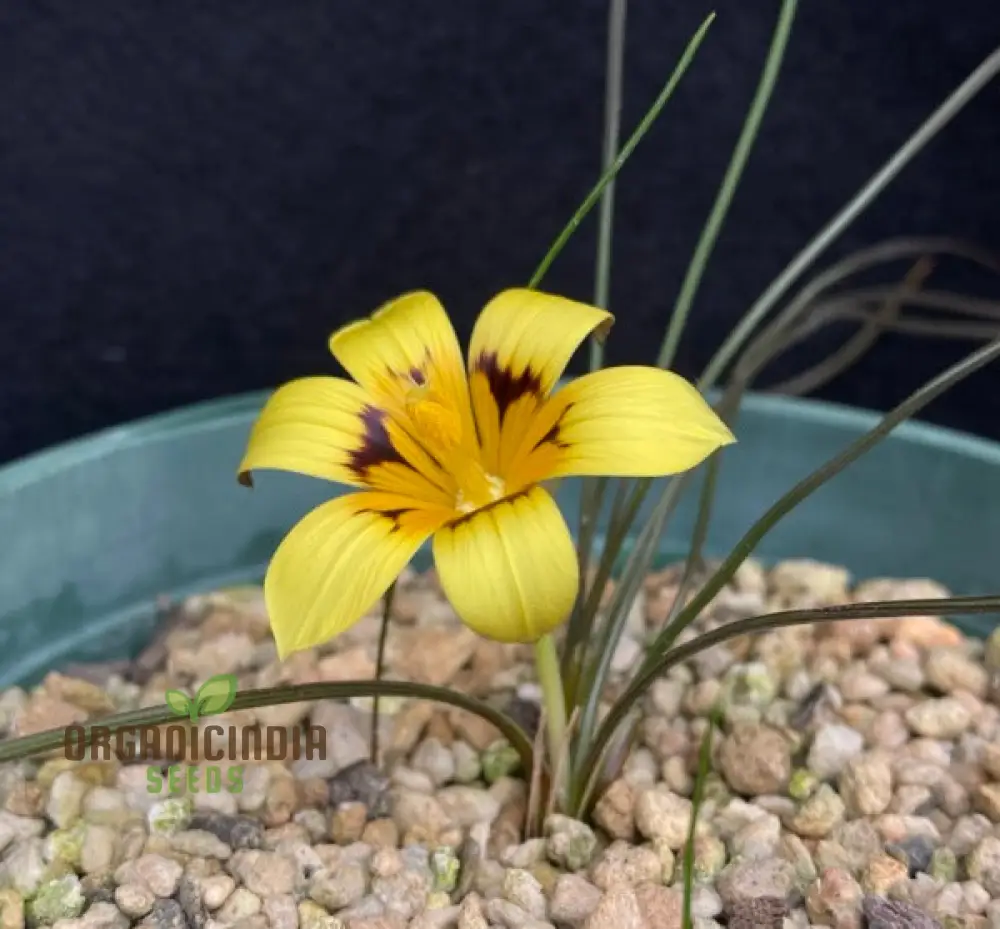 Romulea Tortuosa Flower Seeds For Planting, Cultivating Twisted Beauty and Unique Blooms for Your Garden - Image 3