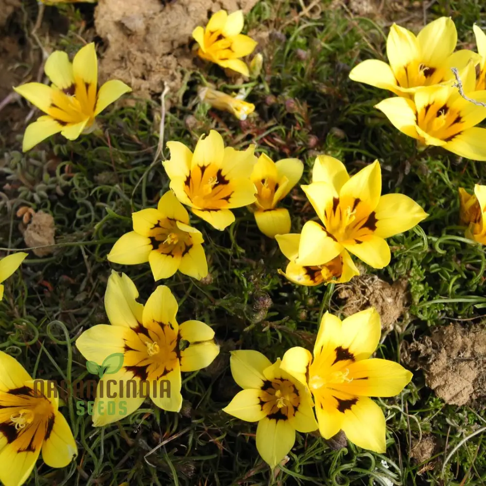 Romulea Tortuosa Flower Seeds For Planting, Cultivating Twisted Beauty and Unique Blooms for Your Garden - Image 4