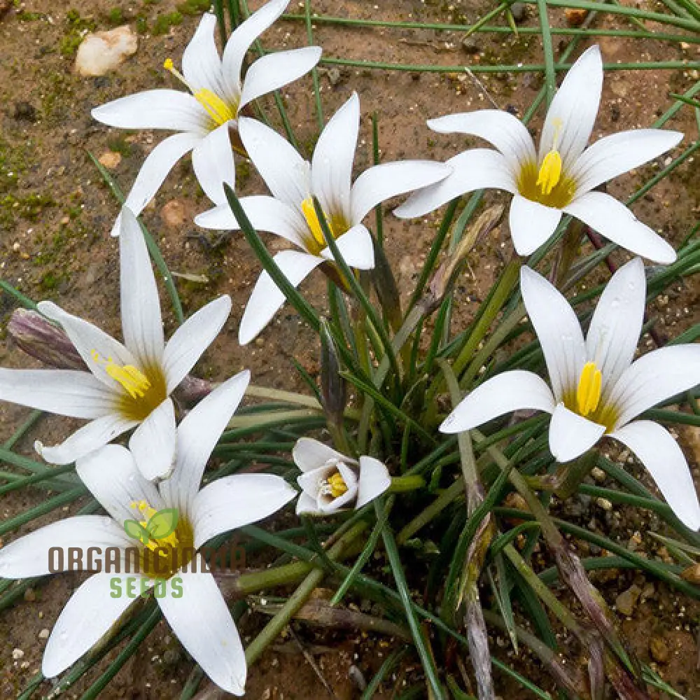 Romulea Zahnii Flower Seeds For Planting, Growing Rare and Elegant Blooms for Your Garden
