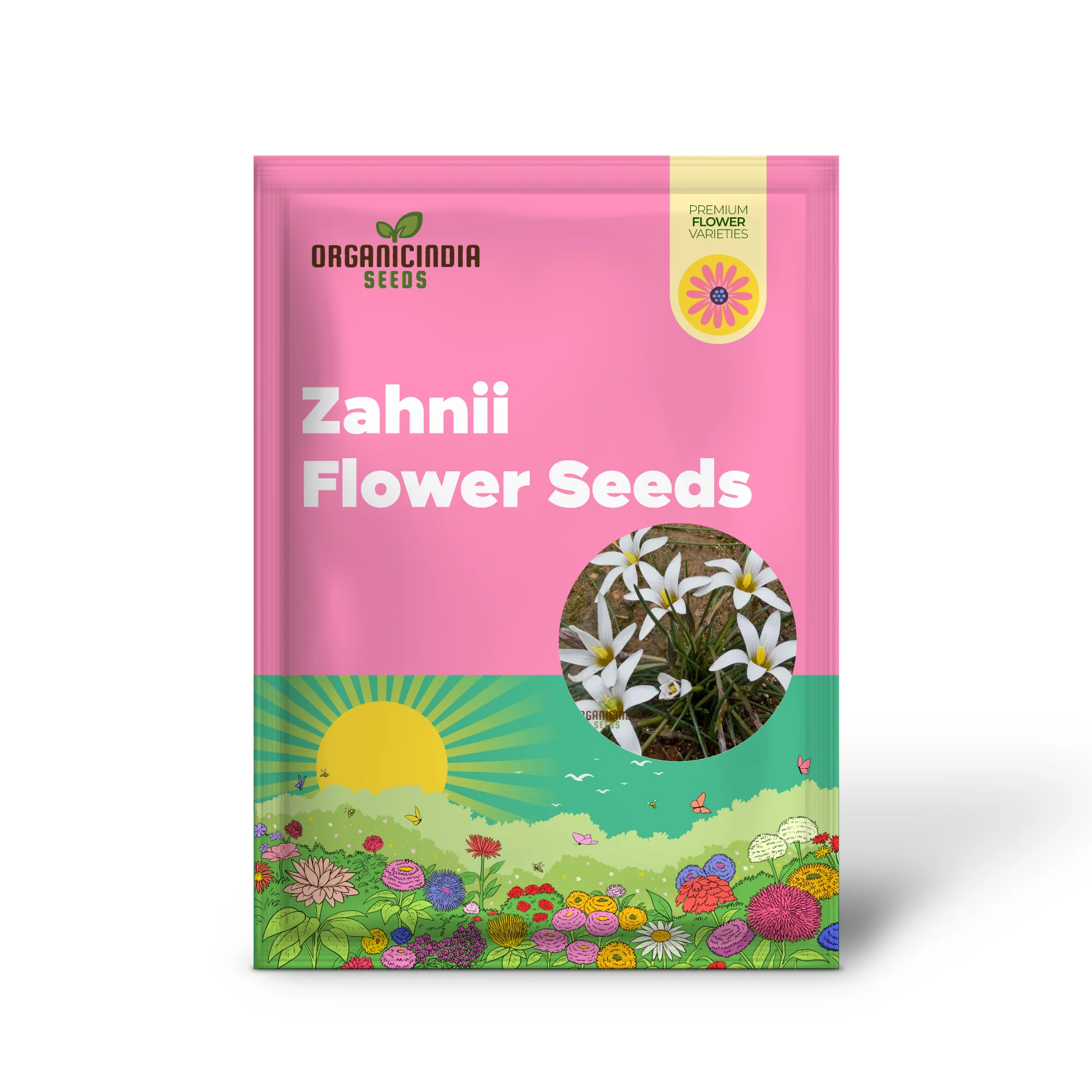 Romulea Zahnii Flower Seeds For Planting, Growing Rare and Elegant Blooms for Your Garden - Image 2