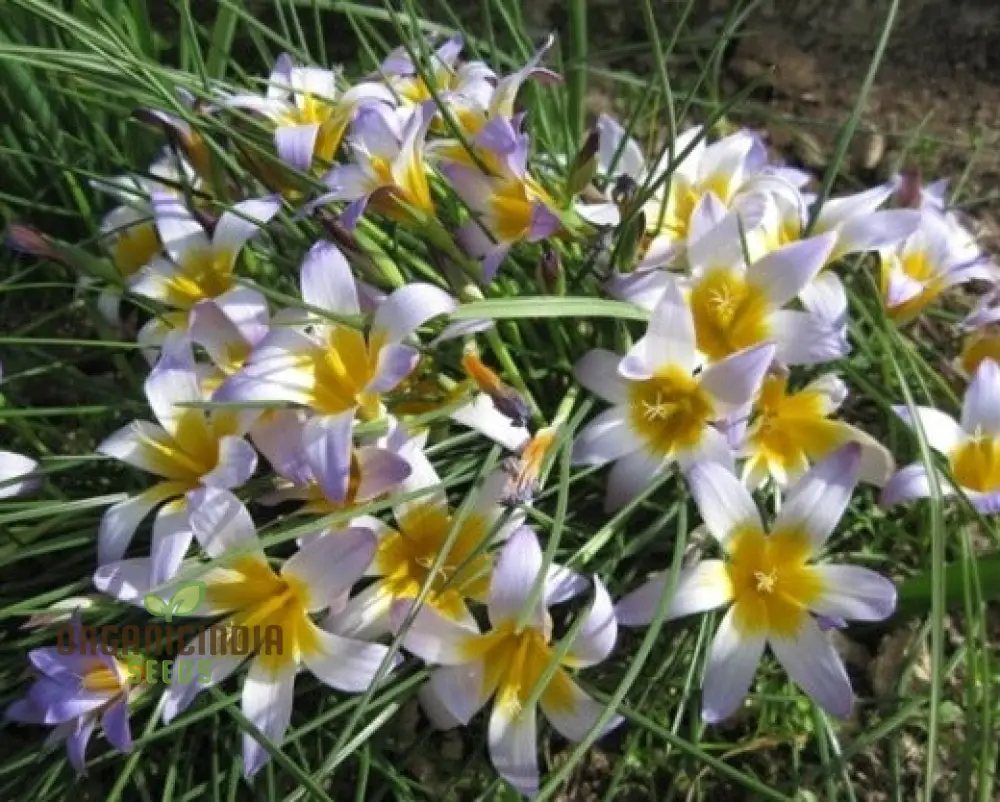 Romulea Zahnii Flower Seeds For Planting, Growing Rare and Elegant Blooms for Your Garden - Image 4