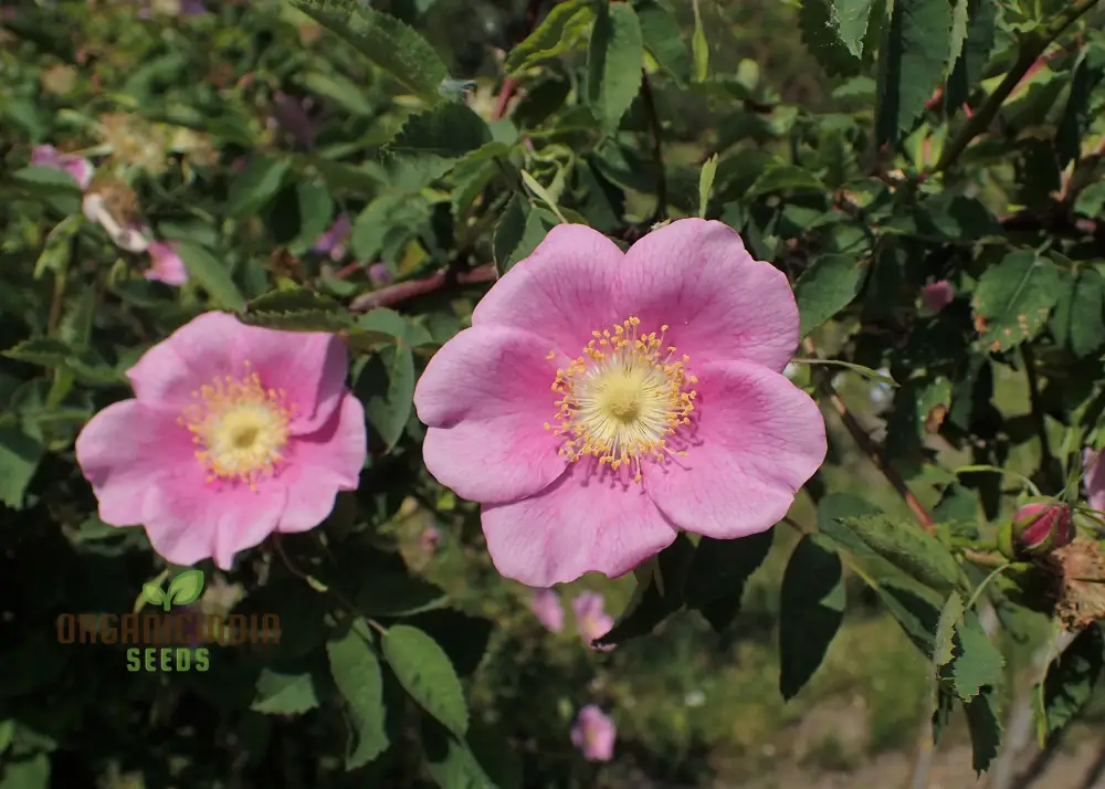 Rosa Amblyotis Flower Seeds For Planting, Cultivating Beautiful and Hardy Rose Blooms for Your Garden"