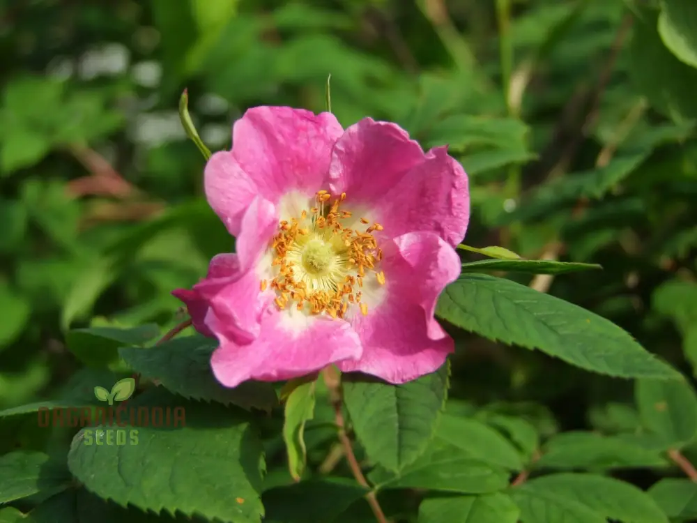 Rosa Amblyotis Flower Seeds For Planting, Cultivating Beautiful and Hardy Rose Blooms for Your Garden" - Image 3