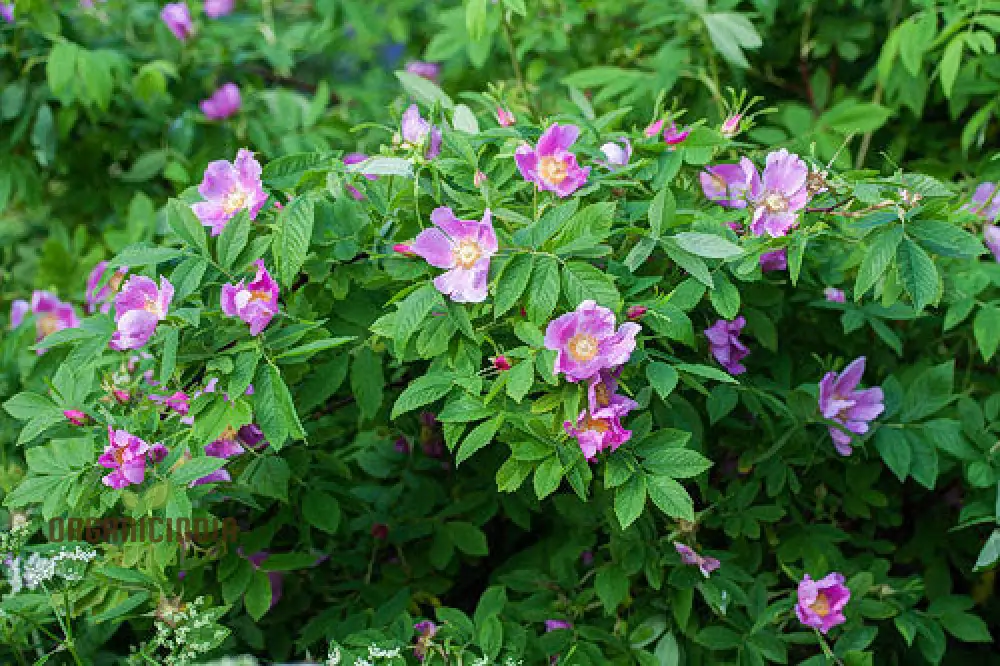 Rosa Amblyotis Flower Seeds For Planting, Cultivating Beautiful and Hardy Rose Blooms for Your Garden" - Image 4