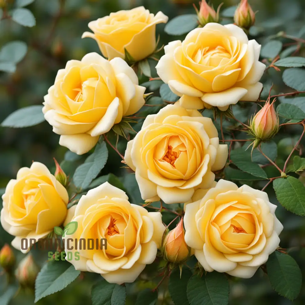 Rosa Banksiae Seeds, Lady Banks' Rose Seeds, Yellow Rose Seeds, Climbing Rose Seeds