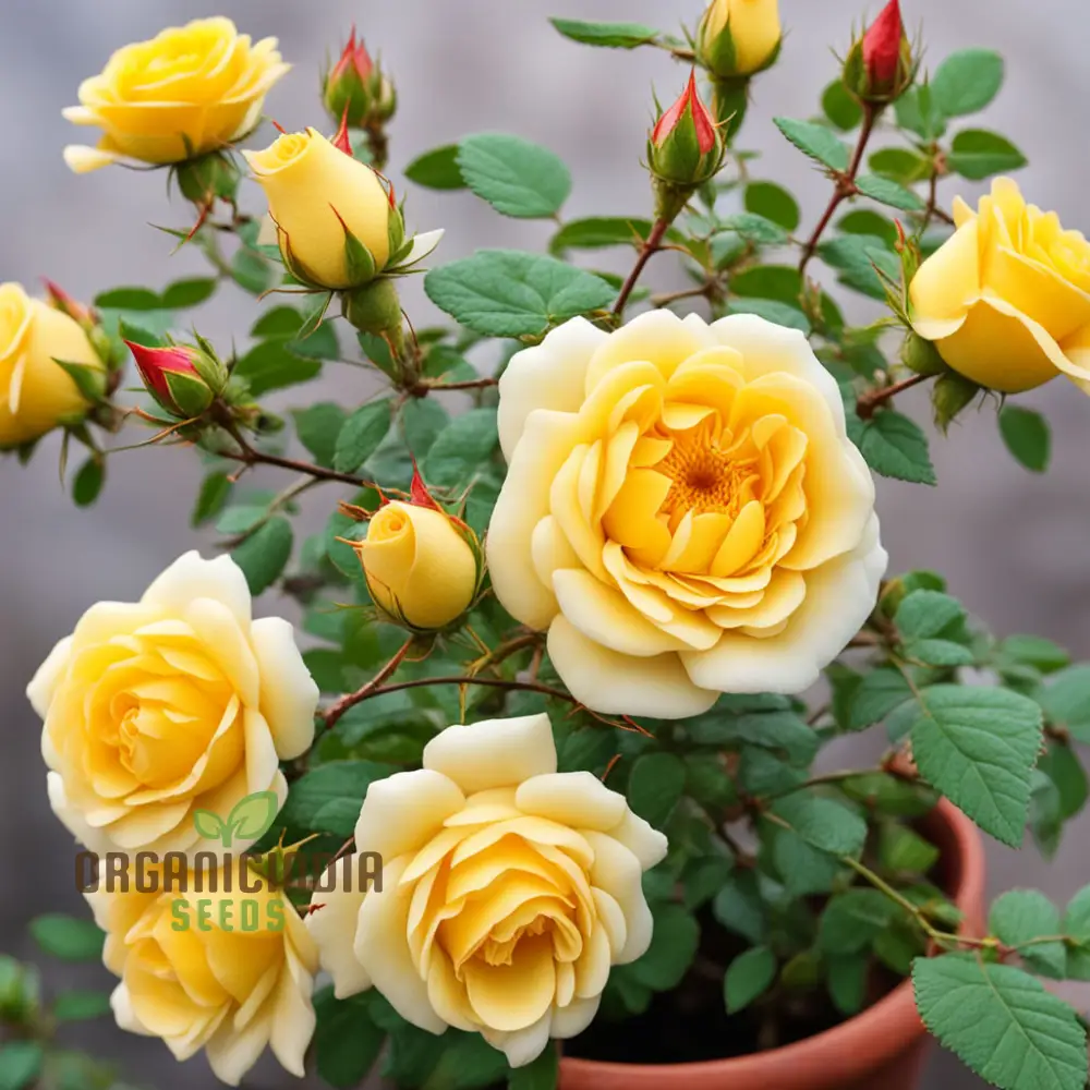 Rosa Banksiae Seeds, Lady Banks' Rose Seeds, Yellow Rose Seeds, Climbing Rose Seeds - Image 3