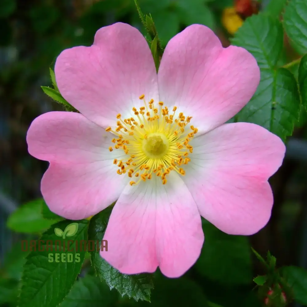 Rosa Canina Flower Seeds For Planting, Hardy Dog Rose Seeds for Beautiful and Resilient Wild Rose Flowers in Your Garden