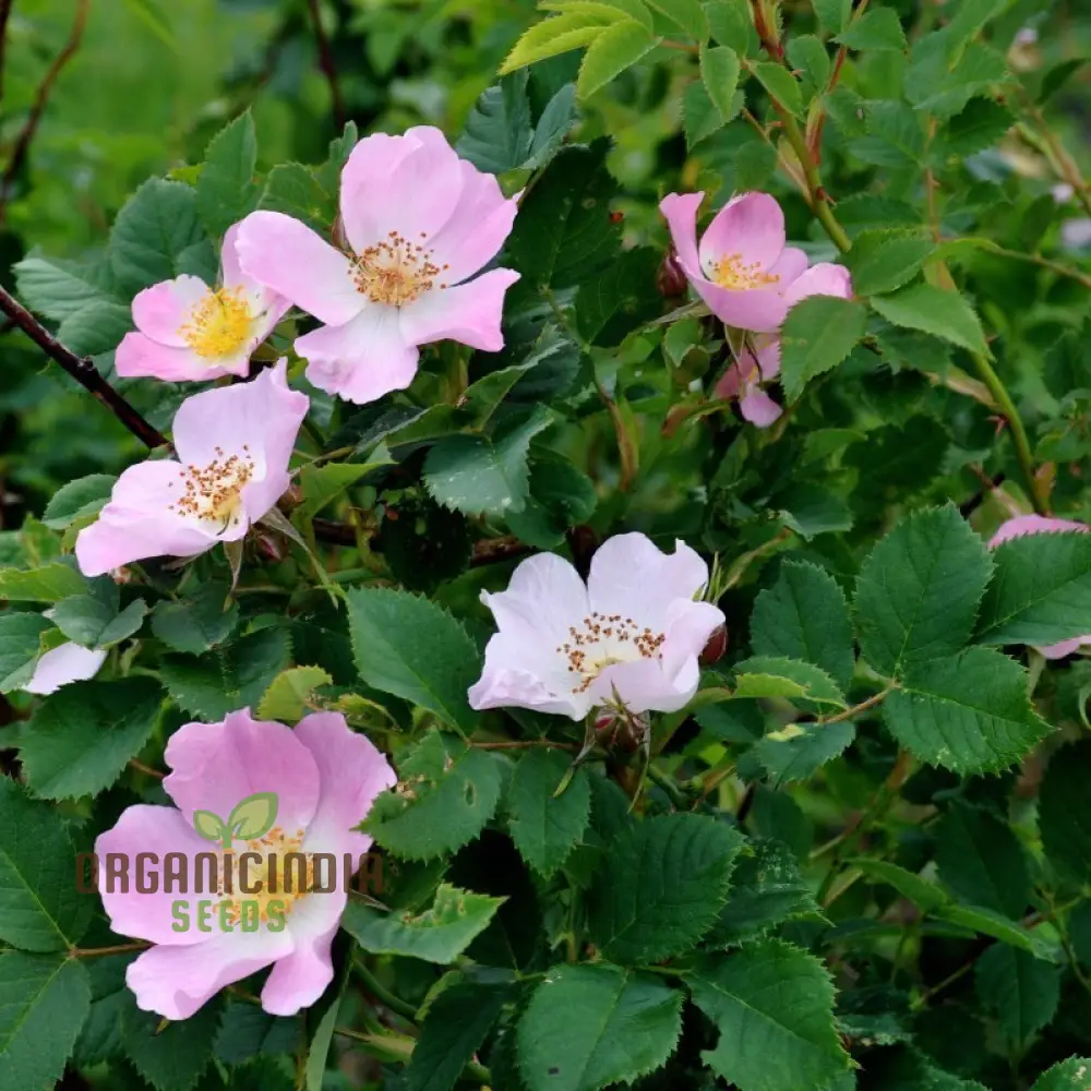 Rosa Canina Flower Seeds For Planting, Hardy Dog Rose Seeds for Beautiful and Resilient Wild Rose Flowers in Your Garden - Image 3