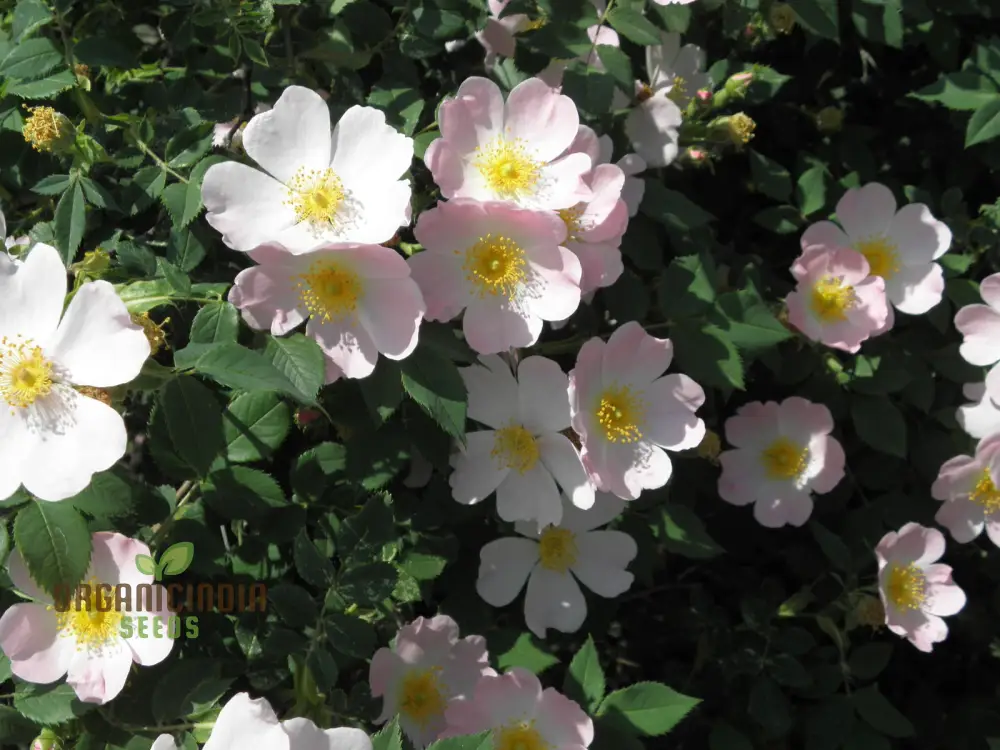 Rosa Canina Flower Seeds For Planting, Hardy Dog Rose Seeds for Beautiful and Resilient Wild Rose Flowers in Your Garden - Image 4
