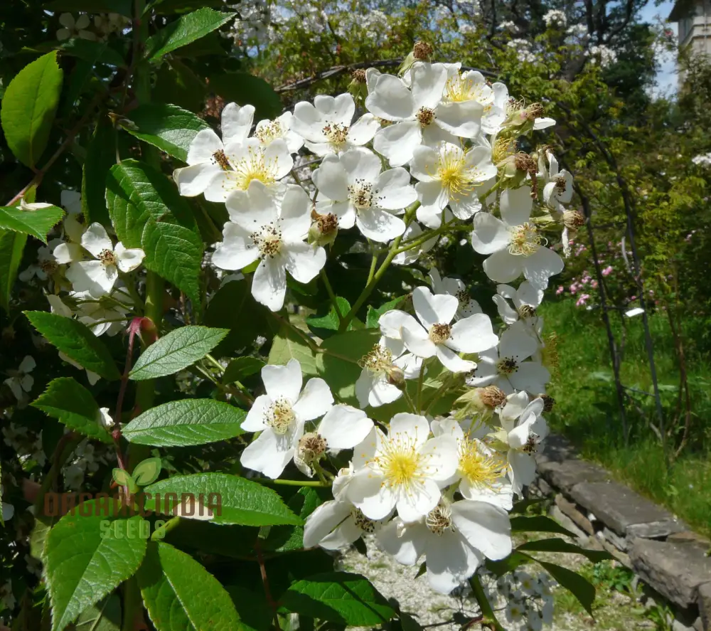 Planting and Growing the Stunning and Vigorous Climbing Rose for a Beautiful Garden Display