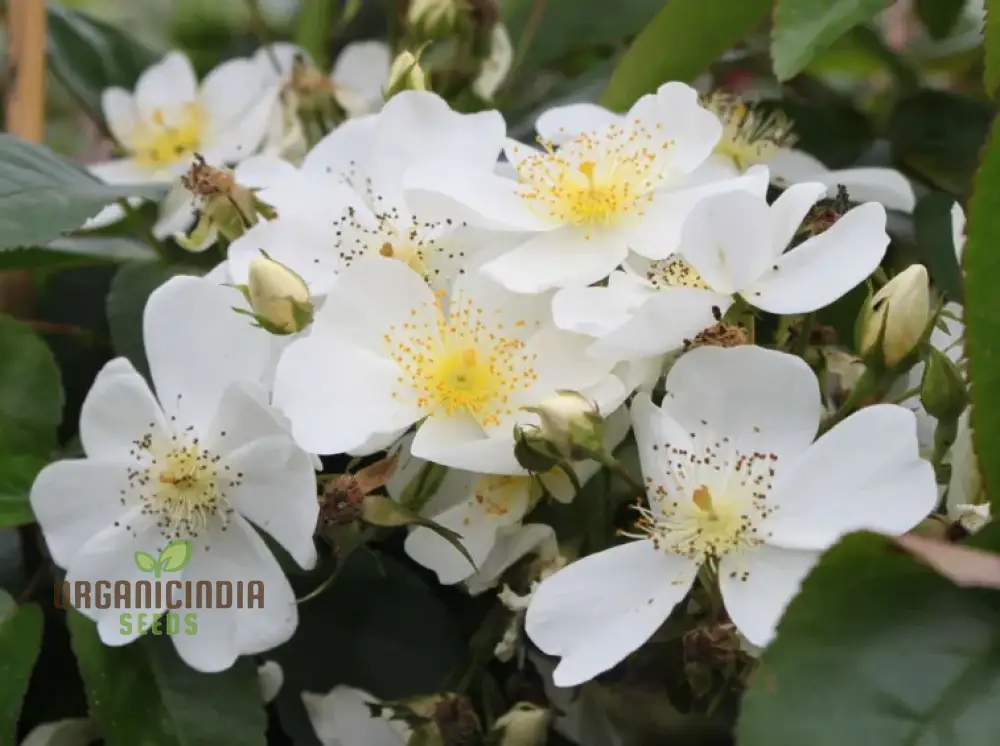 Planting and Growing the Stunning and Vigorous Climbing Rose for a Beautiful Garden Display - Image 3