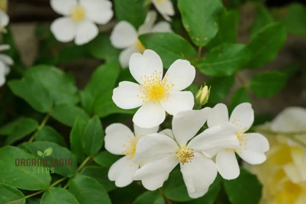 Planting and Growing the Stunning and Vigorous Climbing Rose for a Beautiful Garden Display - Image 4