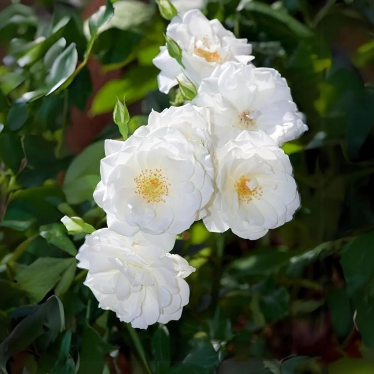 Rosa Multiflora Flower Seeds For Planting, Learn How to Plant and Grow Beautiful Clusters of White Roses - Image 3