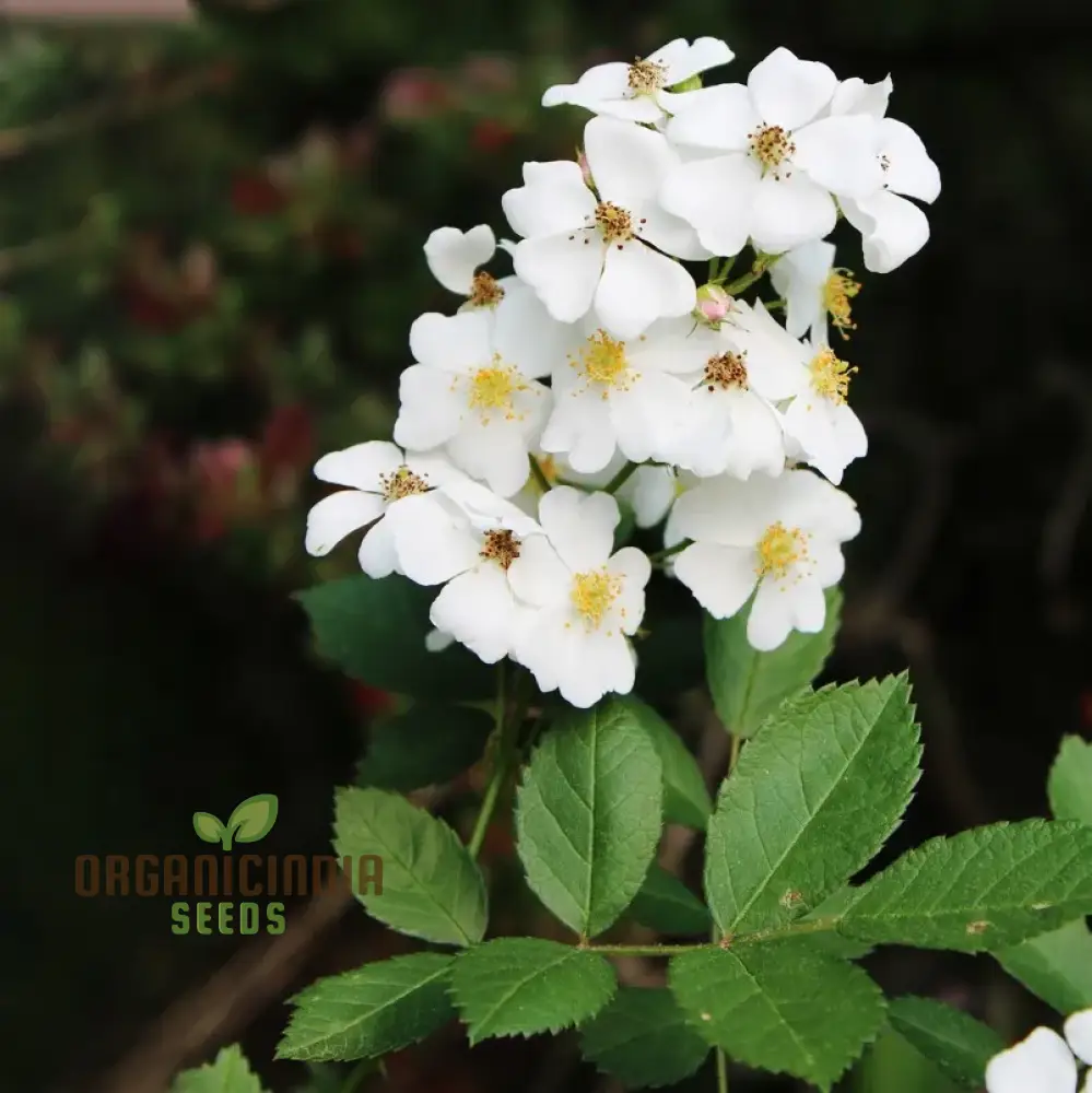 Rosa Multiflora Flower Seeds For Planting, Learn How to Plant and Grow Beautiful Clusters of White Roses - Image 4