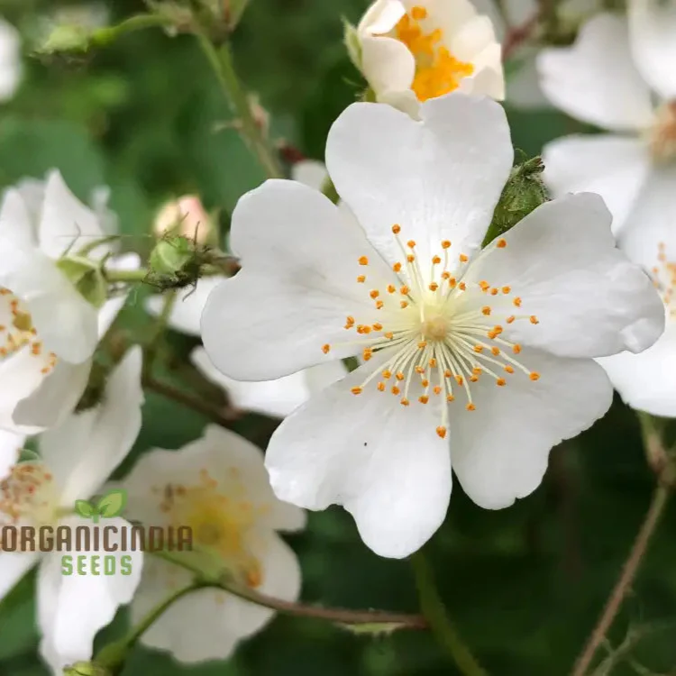 Rosa Multiflora Flower Seeds For Planting, Learn How to Plant and Grow Beautiful Clusters of White Roses - Image 5