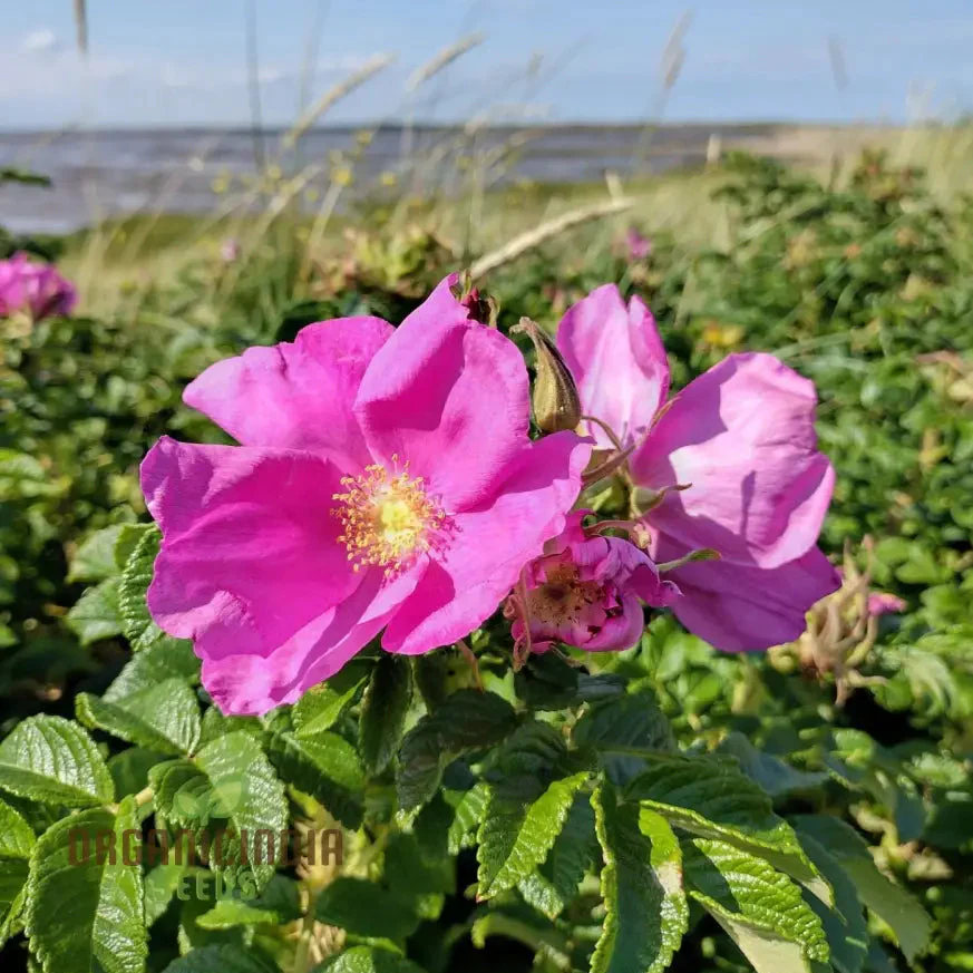 Rosa Rugosa (Japanese Rose) Flower Seeds For Planting, Expert Tips for Planting and Growing Hardy, Fragrant Roses for a Beautiful and Resilient Garden