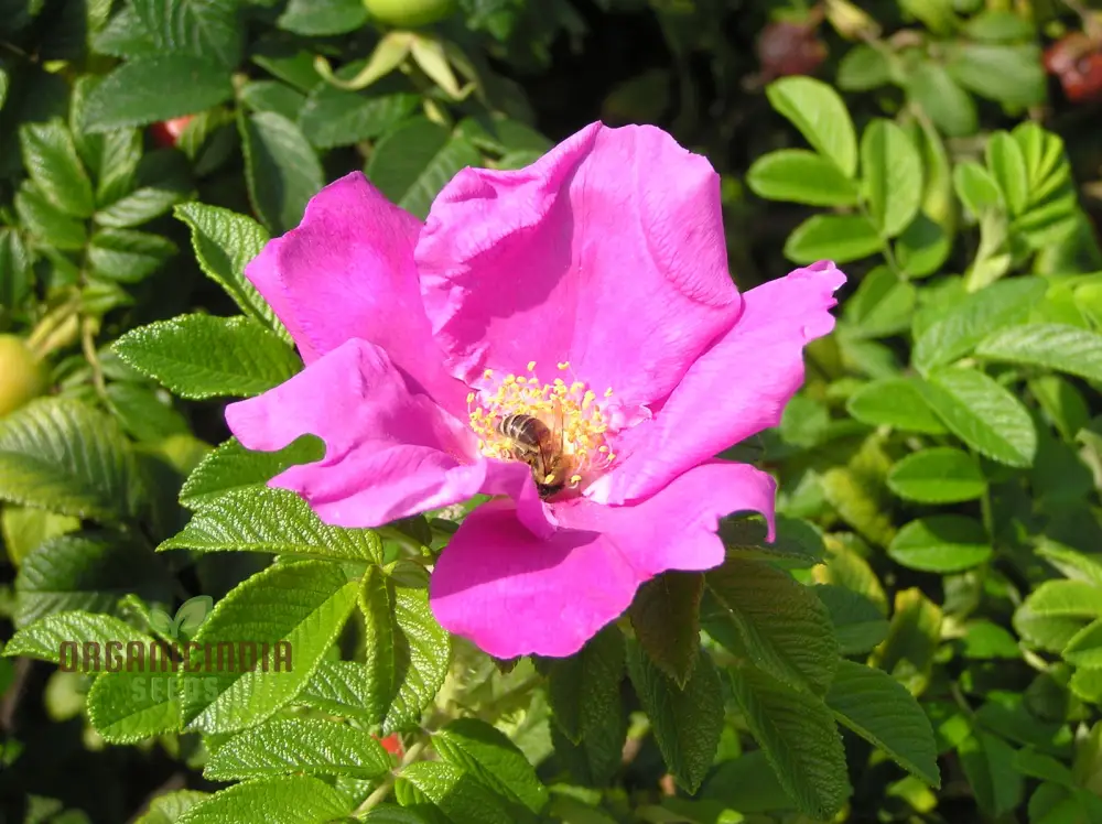 Rosa Rugosa (Japanese Rose) Flower Seeds For Planting, Expert Tips for Planting and Growing Hardy, Fragrant Roses for a Beautiful and Resilient Garden - Image 3
