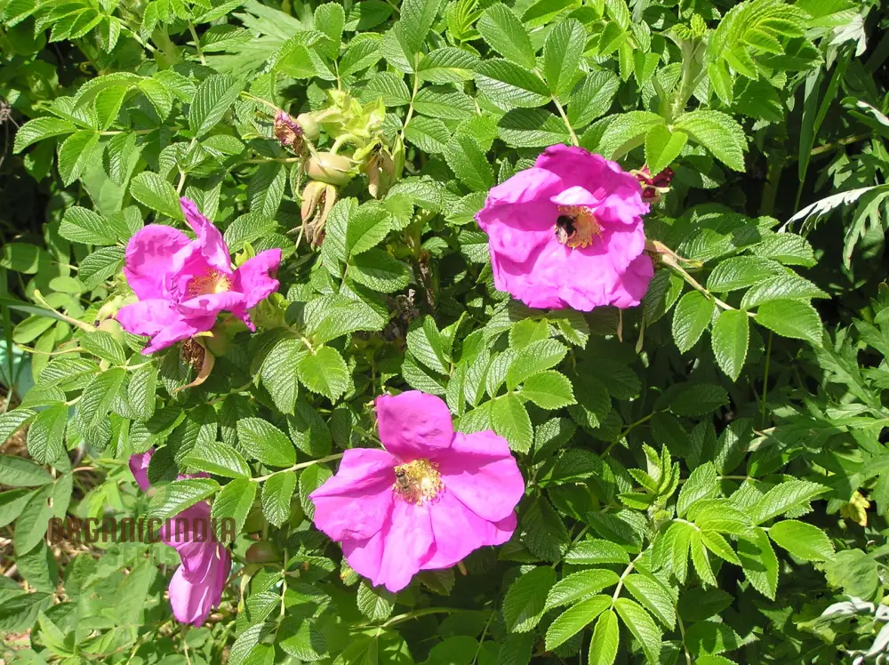 Rosa Rugosa (Japanese Rose) Flower Seeds For Planting, Expert Tips for Planting and Growing Hardy, Fragrant Roses for a Beautiful and Resilient Garden - Image 4