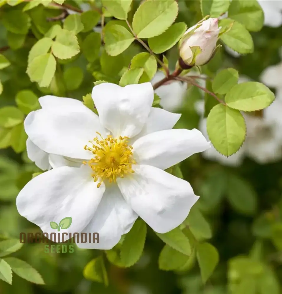 Rosa Spinosissima Flower Seeds For Planting, How to Grow Gorgeous, Hardy Wild Roses with Expert Tips for Planting, Care, and Gardening Success