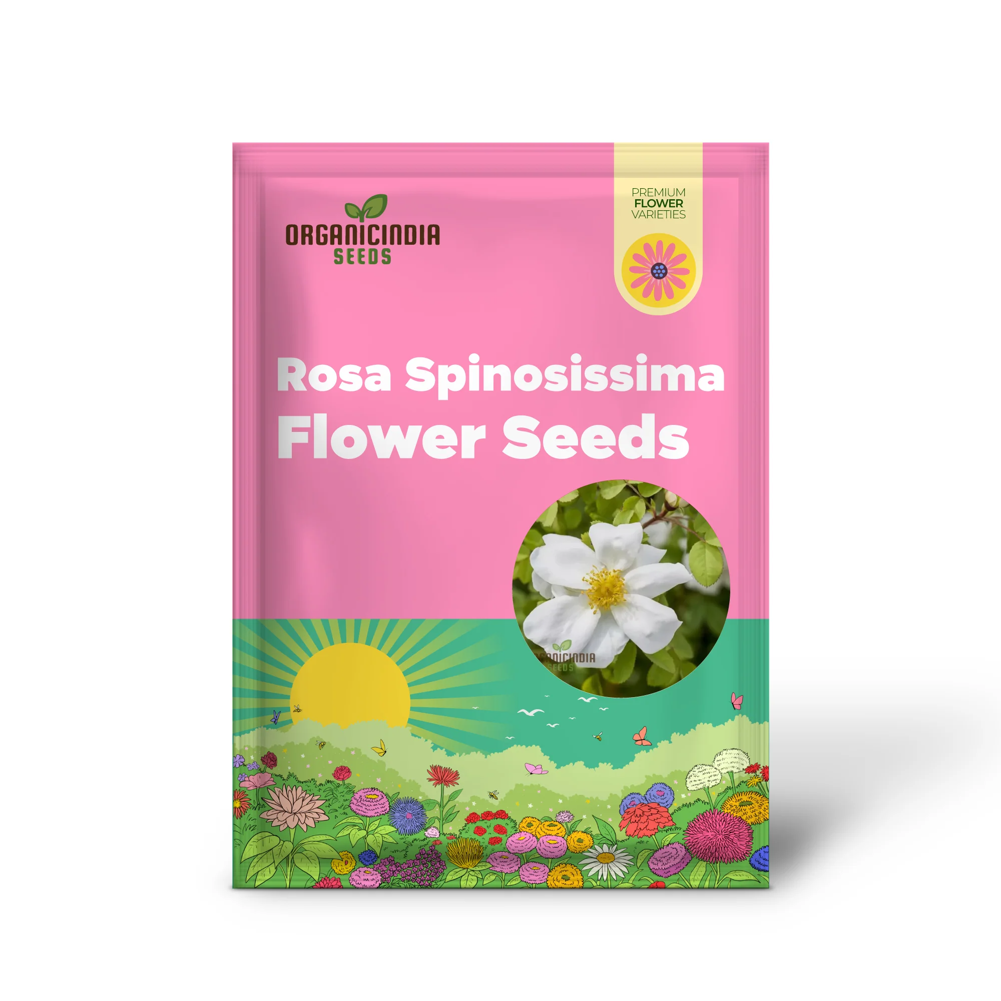 Rosa Spinosissima Flower Seeds For Planting, How to Grow Gorgeous, Hardy Wild Roses with Expert Tips for Planting, Care, and Gardening Success - Image 2