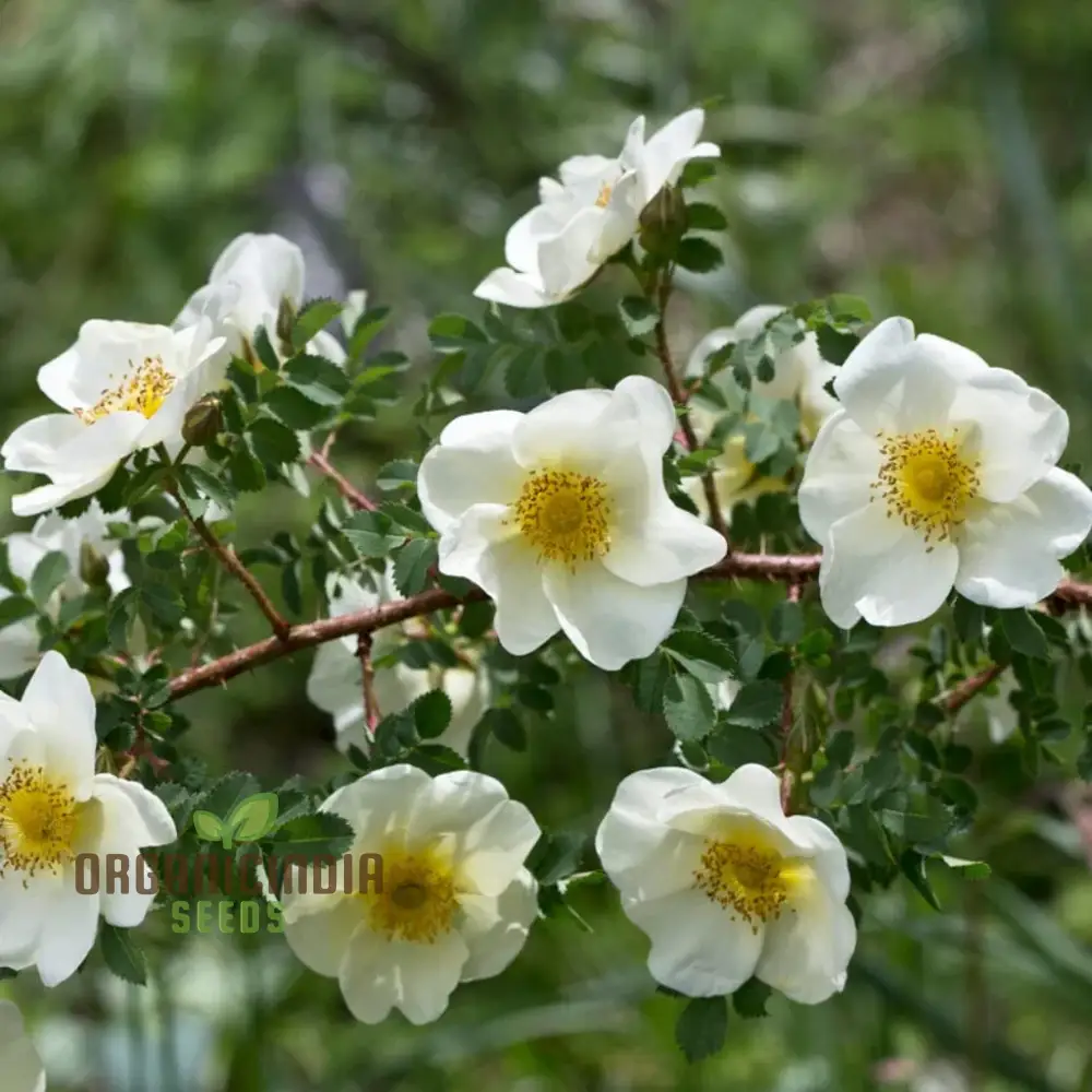 Rosa Spinosissima Flower Seeds For Planting, How to Grow Gorgeous, Hardy Wild Roses with Expert Tips for Planting, Care, and Gardening Success - Image 3