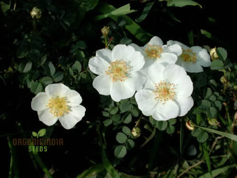 Rosa Spinosissima Flower Seeds For Planting, How to Grow Gorgeous, Hardy Wild Roses with Expert Tips for Planting, Care, and Gardening Success - Image 4
