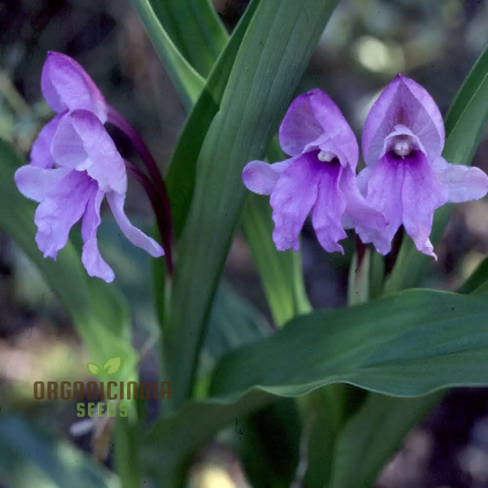 Roscoea Alpina Flower Seeds For Planting, How to Grow Gorgeous Alpine Perennials