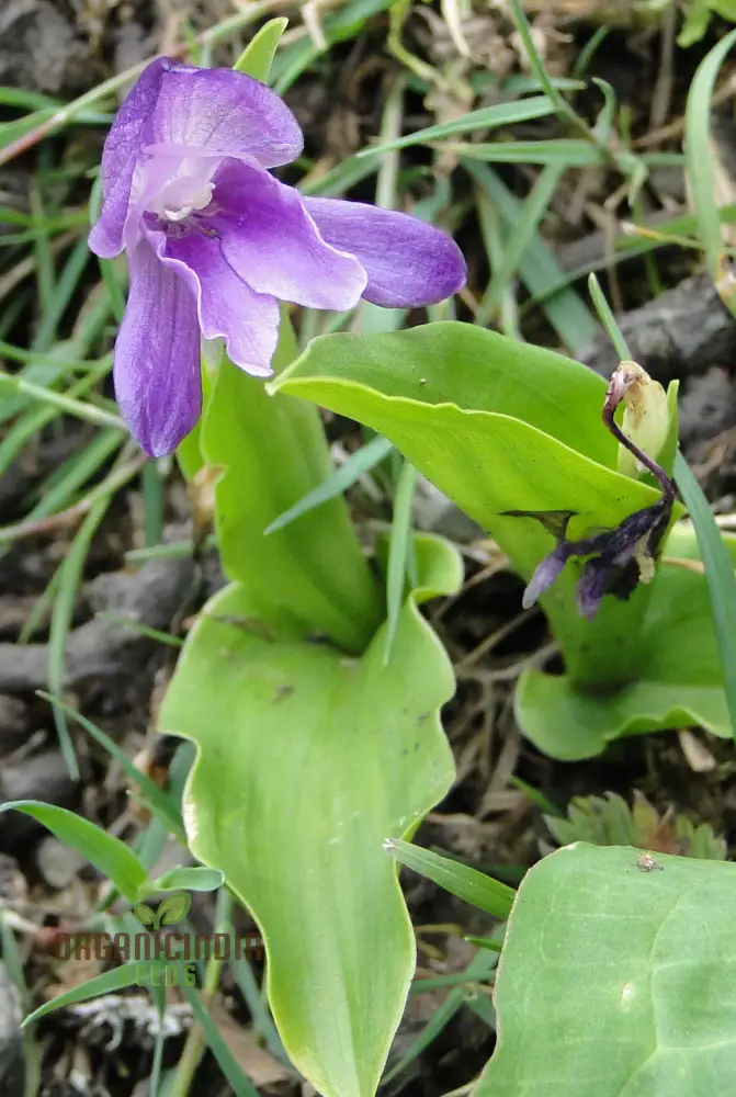 Roscoea Alpina Flower Seeds For Planting, How to Grow Gorgeous Alpine Perennials - Image 3