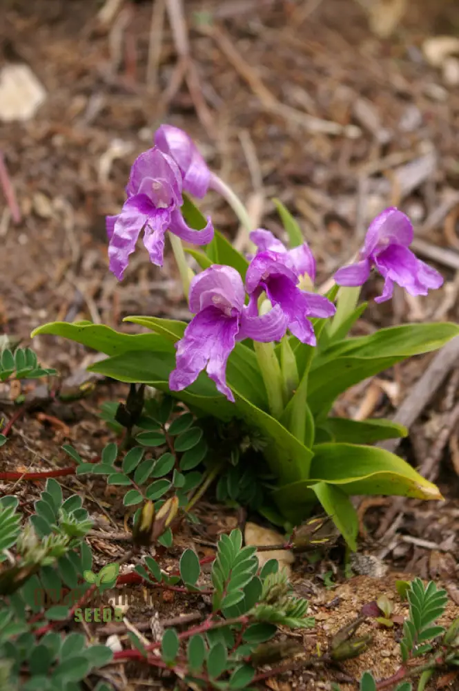 Roscoea Alpina Flower Seeds For Planting, How to Grow Gorgeous Alpine Perennials - Image 4