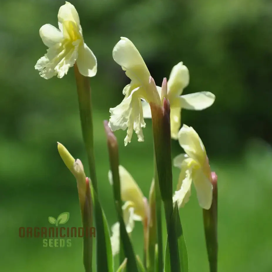Roscoea Cautleyioides Flower Seeds For Planting, Your Ultimate Guide to Planting and Growing Elegant