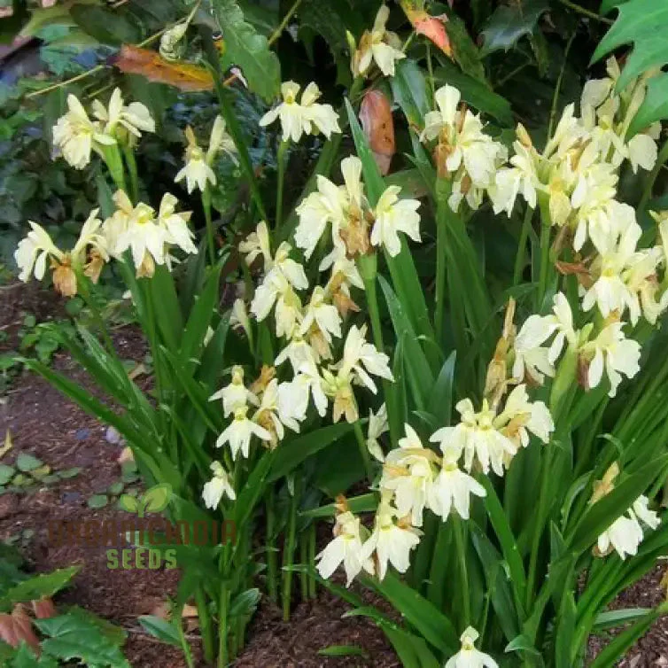 Roscoea Cautleyioides Flower Seeds For Planting, Your Ultimate Guide to Planting and Growing Elegant - Image 3