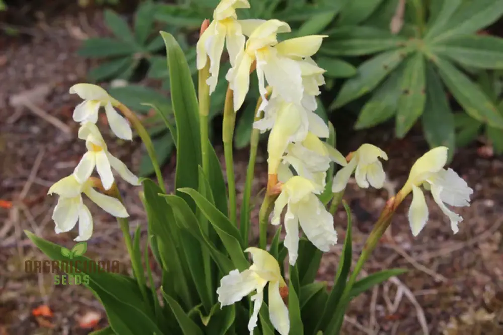 Roscoea Cautleyioides Flower Seeds For Planting, Your Ultimate Guide to Planting and Growing Elegant - Image 4