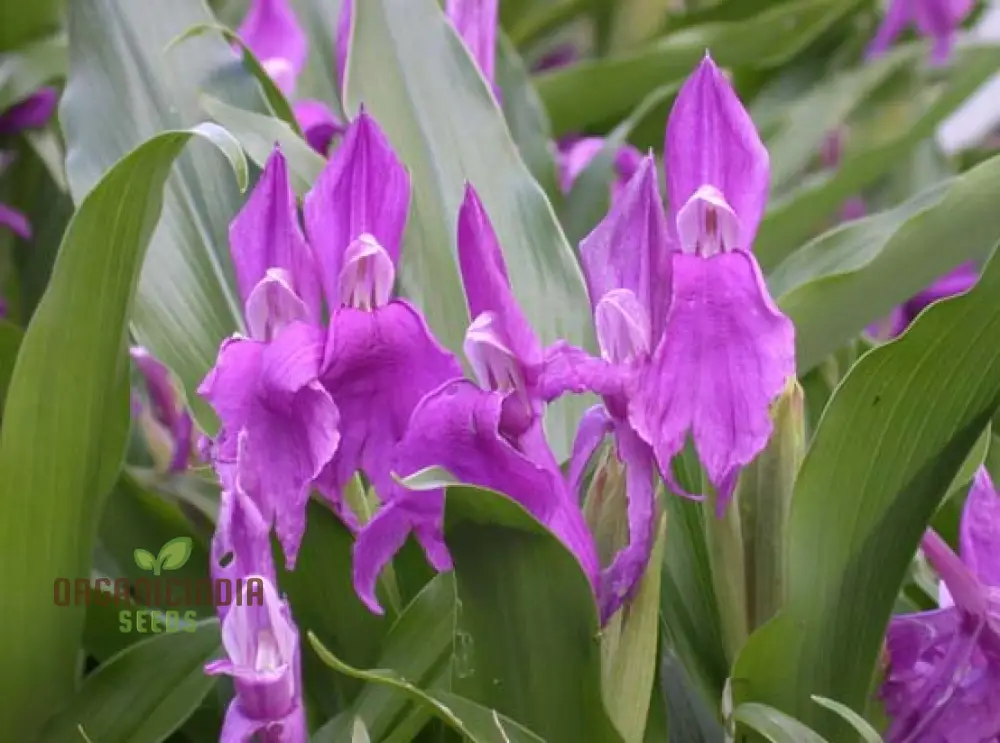 Roscoea Purpurea var. Procera Flower Seeds For Planting