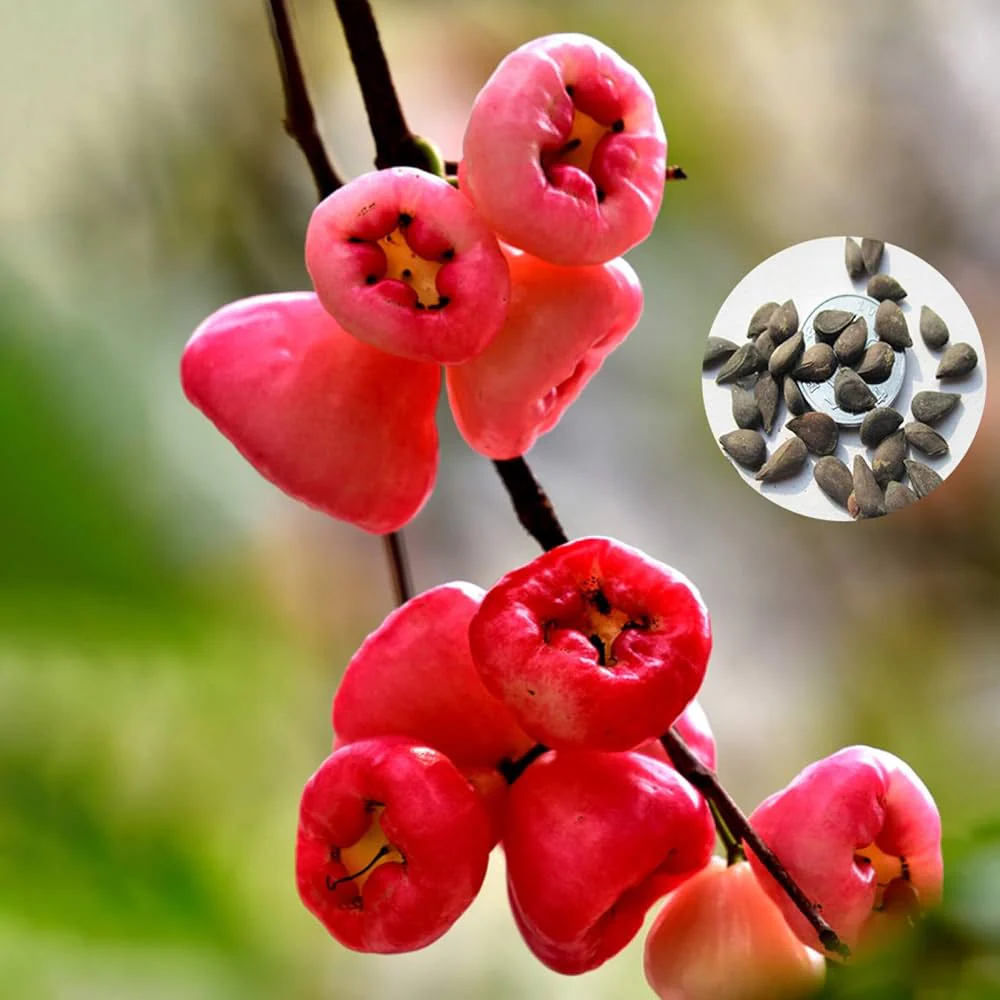 Rose Apple Seeds for Planting