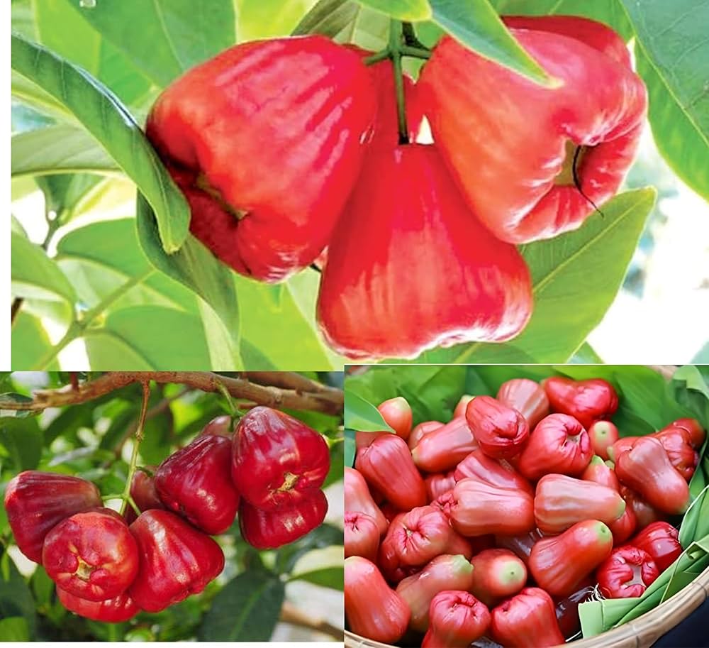 Rose Apple Seeds for Planting - Image 4