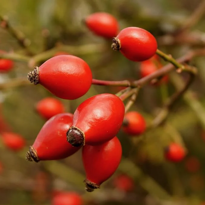Rose Hip Seeds – Rugosa Rose Shrub Seeds for Herbal Teas, Jams & Outdoor Planting