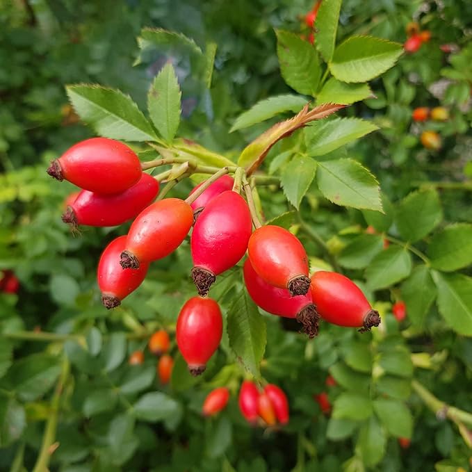 Rose Hip Seeds – Rugosa Rose Shrub Seeds for Herbal Teas, Jams & Outdoor Planting - Image 2