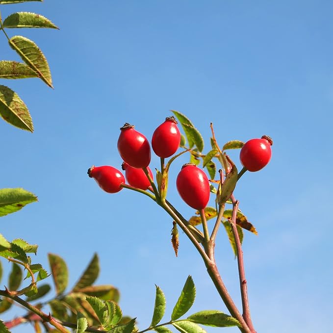 Rose Hip Seeds – Rugosa Rose Shrub Seeds for Herbal Teas, Jams & Outdoor Planting - Image 3