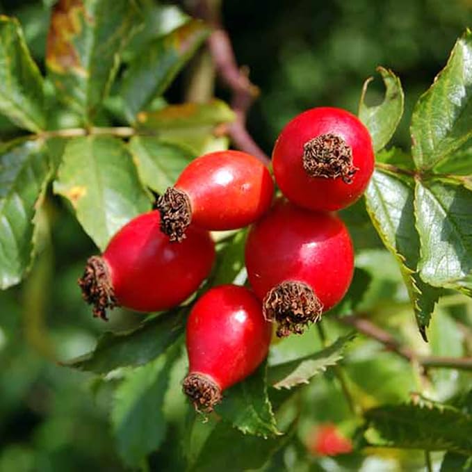 Rose Hip Seeds – Rugosa Rose Shrub Seeds for Herbal Teas, Jams & Outdoor Planting - Image 4