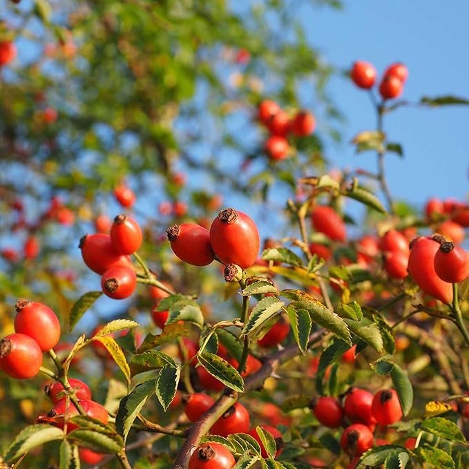 Rose Hip Seeds – Rugosa Rose Shrub Seeds for Herbal Teas, Jams & Outdoor Planting - Image 5