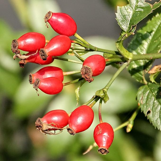 Rose Hip Seeds – Rugosa Rose Shrub Seeds for Herbal Teas, Jams & Outdoor Planting - Image 6