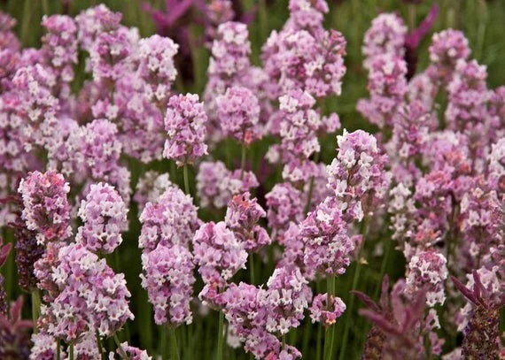 Rose Pink Lavender Seeds – Elegant Fragrant Blooms for Gardens & Bouquets - Image 2